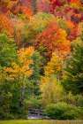 USA, Vermont, Granville. Fall foliage in Green Mountains, small bridge leading into the woods, Art Print